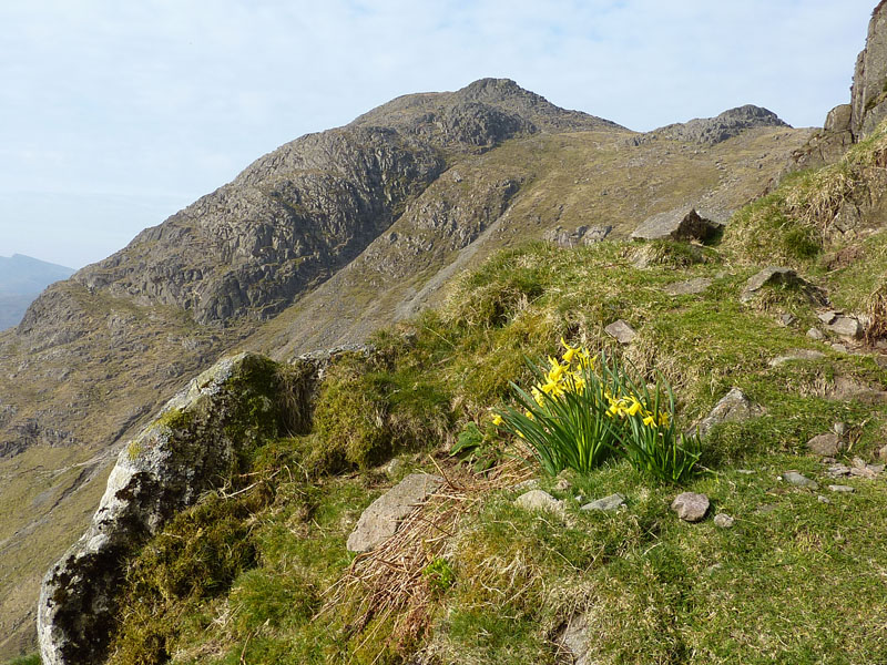 Daffodils